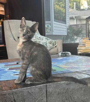 Sparkles -  Domestic Short Hair Cat for Adoption in Houston, Texas - Sparkles | PetCurious