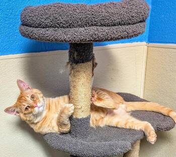 Domestic Short Hair Cats Available for Adoption in Dalton, Georgia - Charles | PetCurious