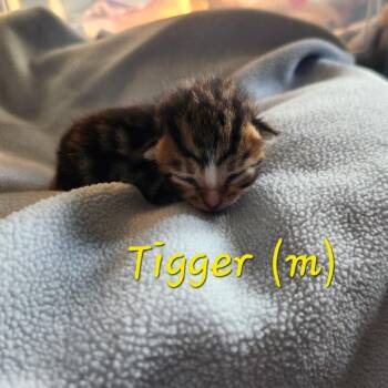 Domestic Short Hair Cats Available for Adoption in Spring Hill, Kansas - Tigger | PetCurious