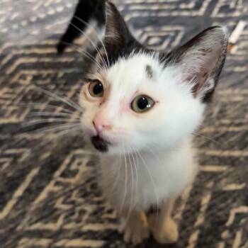 Maggie -  Domestic Medium Hair Cat for Adoption in Davenport, Iowa - Maggie | PetCurious