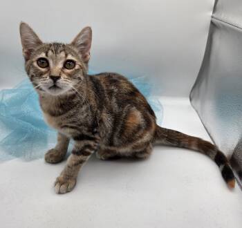Lime -  Domestic Short Hair and Tabby Cat for Adoption in Mobile, Alabama - Lime | PetCurious