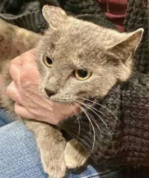 American Shorthair Cats Available for Adoption - Spice | PetCurious