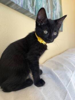 26-38 Freya -  Domestic Short Hair Cat for Adoption in St. Helens, Oregon - 26-38 Freya | PetCurious