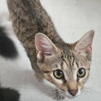 Tiger Lily -  Domestic Short Hair Cat for Adoption in Cincinnati, Ohio - Tiger Lily | PetCurious