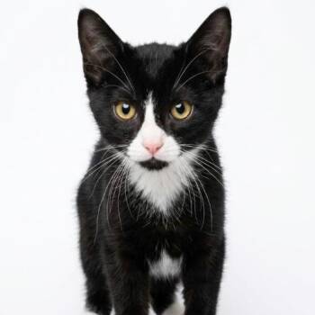 Purrsy_3 -  Domestic Short Hair Cat for Adoption in NEW PT RICHEY, Florida - Purrsy_3 | PetCurious