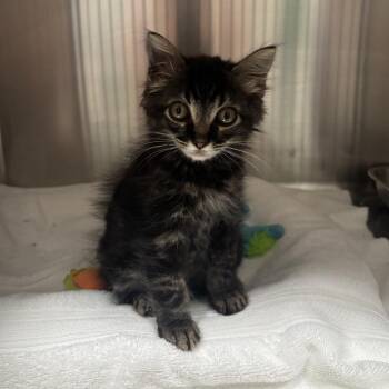 Nemo -  Domestic Short Hair Cat for Adoption in Smithville, Tennessee - Nemo | PetCurious