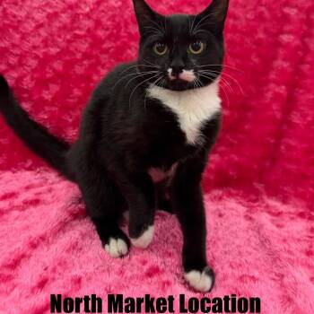 Misa -  Domestic Short Hair Cat for Adoption in Raleigh, North Carolina - Misa | PetCurious