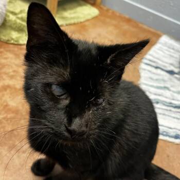 Domestic Short Hair Cats Available for Adoption - Harriet | PetCurious