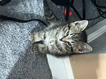 Donna -  Domestic Short Hair Cat for Adoption in Bethel Park, Pennsylvania - Donna | PetCurious