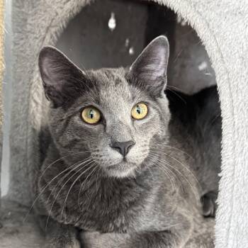 Oliver -  Domestic Short Hair Cat for Adoption in Fort Worth, Texas - Oliver | PetCurious
