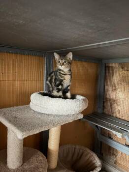 Minvera -  American Shorthair Cat for Adoption in Erwin, Tennessee - Minvera | PetCurious