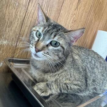 Pickles -  Domestic Short Hair Cat for Adoption in Columbiana, Alabama - Pickles | PetCurious