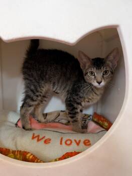 Kareen -  Domestic Short Hair Cat for Adoption in Tucson, Arizona - Kareen | PetCurious
