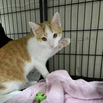 Rescue Domestic Short Hair Cats for Adoption in South Riding, Virginia - Jagger | PetCurious