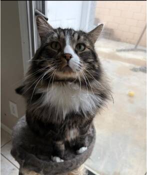 ZIGGY -  Norwegian Forest Cat and Maine Coon Cat for Adoption in Palmdale, California - ZIGGY | PetCurious