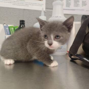 Gruyere -  Domestic Short Hair Cat for Adoption in Allentown, Pennsylvania - Gruyere | PetCurious