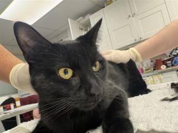 Domestic Short Hair Cats Available for Adoption in Montreal, Quebec - Slinky | PetCurious