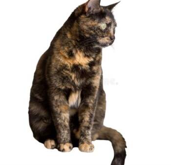 ALICE -  Domestic Medium Hair Cat for Adoption in Jacksonville, Florida - ALICE | PetCurious