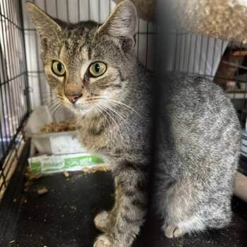 0826-15 GOOSE -  Domestic Short Hair Cat for Adoption in Abingdon, Maryland - 0826-15 GOOSE | PetCurious