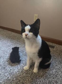 Cart Girl -  Domestic Short Hair Cat for Adoption in Saint Charles, Missouri - Cart Girl | PetCurious