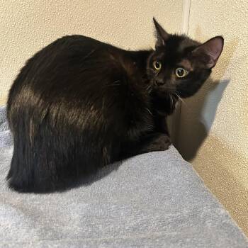Princesa -  Domestic Short Hair Cat for Adoption in San Gabriel, California - Princesa | PetCurious