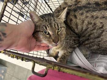 HANK WILLIAMS JR -  Domestic Short Hair Cat for Adoption in San Antonio, Texas - HANK WILLIAMS JR | PetCurious