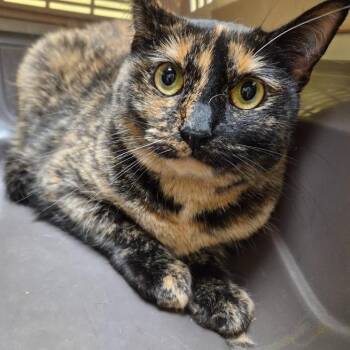 Kio -  Domestic Short Hair Cat for Adoption in New York, New York - Kio | PetCurious