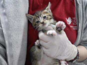 PHOEBE -  Domestic Short Hair Cat for Adoption in Omaha, Nebraska - PHOEBE | PetCurious