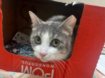 Domestic Short Hair Cats Available for Adoption in Westland, Michigan - Tulip | PetCurious