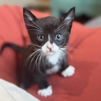 Augustus -  Domestic Short Hair Cat for Adoption in Calimesa, California - Augustus | PetCurious