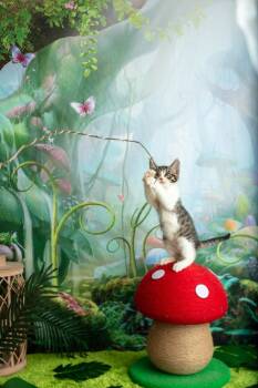 Star -  Domestic Short Hair Cat for Adoption in Warner Robins, Georgia - Star | PetCurious