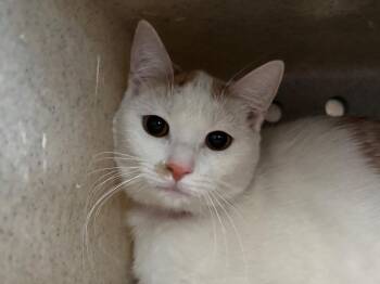 Tabby Cats Available for Adoption - Sophie | PetCurious