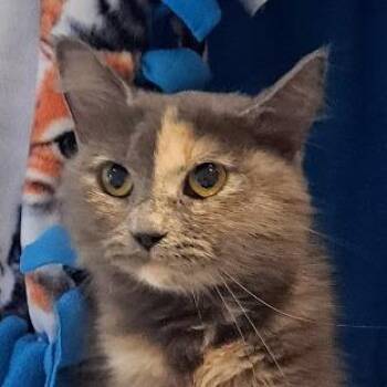 Cotton Candy -  Domestic Medium Hair Cat for Adoption in Chicago, Illinois - Cotton Candy | PetCurious