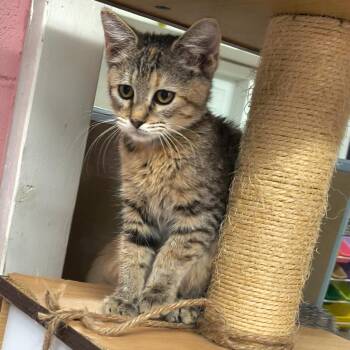 Luna -  Domestic Short Hair Cat Available for Adoption in Laredo, Texas - Luna | PetCurious