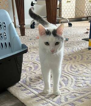 Sweet Boy -  Domestic Short Hair Cat for Adoption in Warr Acres, Oklahoma - Sweet Boy | PetCurious