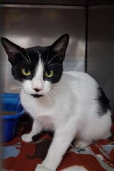 MS. BATMAN -  Domestic Short Hair Cat for Adoption in Killeen, Texas - MS. BATMAN | PetCurious