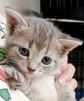 Rescue Domestic Short Hair Cats for Adoption in Bulverde, Texas - Mercy | PetCurious