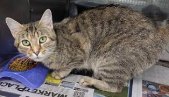 Myrtle -  Domestic Short Hair Cat for Adoption in Herndon, Virginia - Myrtle | PetCurious