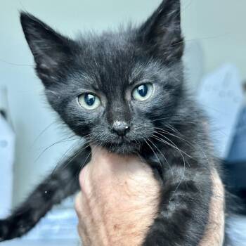Edgar -  Domestic Short Hair Cat for Adoption in Matteson, Illinois - Edgar | PetCurious