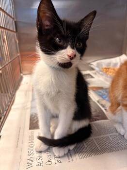 Johnny Angel -  Domestic Short Hair Cat for Adoption in Detroit, Michigan - Johnny Angel | PetCurious