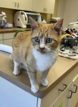 Domestic Short Hair Cats Available for Adoption - Belle | PetCurious