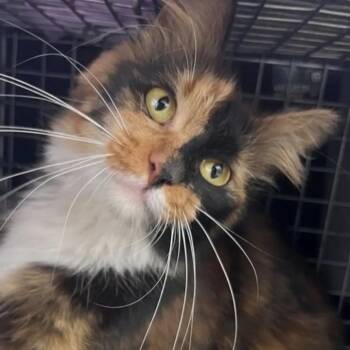 Domestic Medium Hair Cats Available for Adoption in Renton, Washington - Marshmallow | PetCurious
