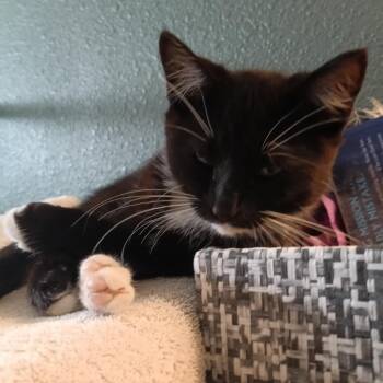 Rescue Domestic Short Hair and Tuxedo Cats for Adoption in Antioch, California - Merlin | PetCurious