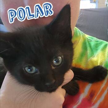 Domestic Short Hair Cats Available for Adoption - Polar (paired With A Sibling) | PetCurious