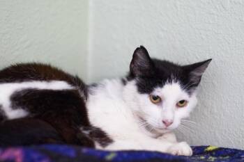 Alberta -  Domestic Short Hair Cat Available for Adoption in Hot Springs, Arkansas - Alberta | PetCurious