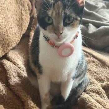 Minerva (Minnie) -  Calico Cat for Adoption in King City, Ontario - Minerva (Minnie) | PetCurious