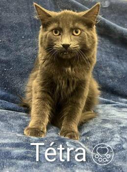 Rescue Domestic Short Hair Cats for Adoption in Montreal, Quebec - Tétra | PetCurious