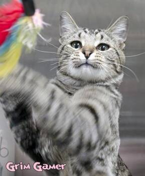 Grim Gamer -  Domestic Short Hair Cat Available for Adoption in Mason, Michigan - Grim Gamer | PetCurious