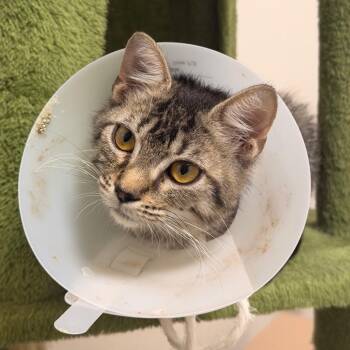 Lilo -  Domestic Short Hair Cat for Adoption in Gainesville, Florida - Lilo | PetCurious