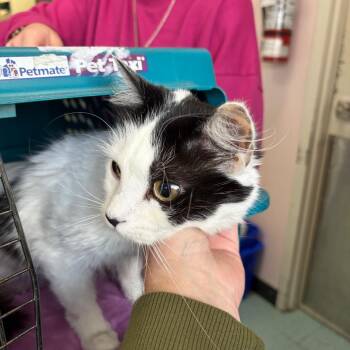 Prada -  Domestic Short Hair Cat for Adoption in Victoria, British Columbia - Prada | PetCurious